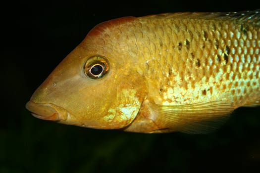 Redhead cichlid (Geophagus steindachneri) - Male, Portrait