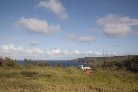 Tropical filed by the beach