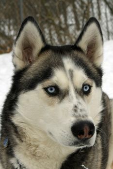 Siberian husky dog with blue eyes face shot