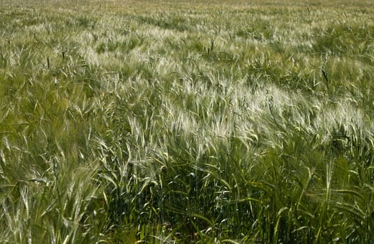 nature series: view of field with green wheat