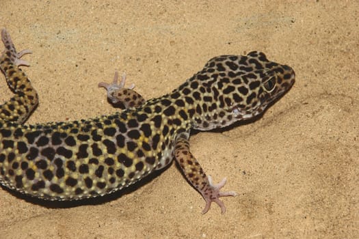 Leopard gecko (Eublepharis macularius) on a rock