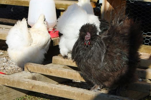 The Silkie Chicken in morning sun