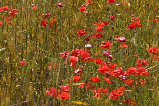 nature series: macro picture of poppy flowers