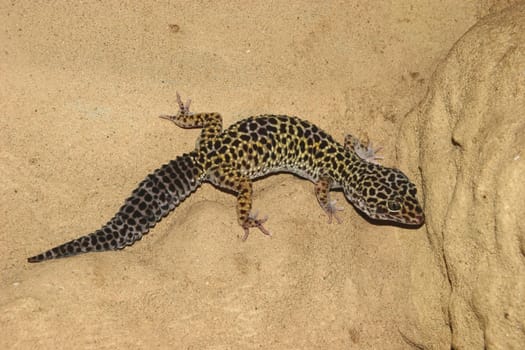 Leopard gecko (Eublepharis macularius) on a rock
