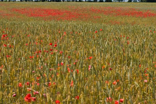 nature series: field of green wheat and  poppy flowers