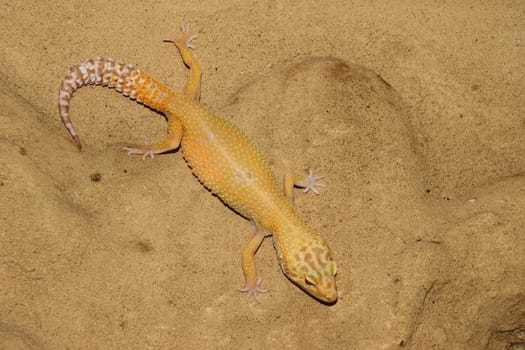 Leopard gecko (Eublepharis macularius), the cultivar "High Yellow"