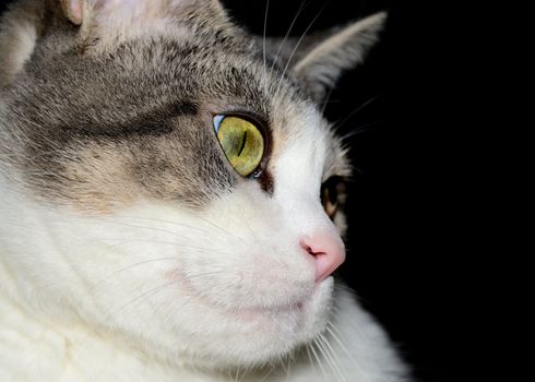 A closeup head shot of a domestic house cat.