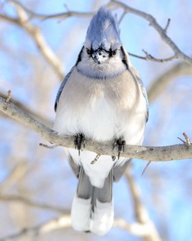 A blue jay perched on a tree branch.