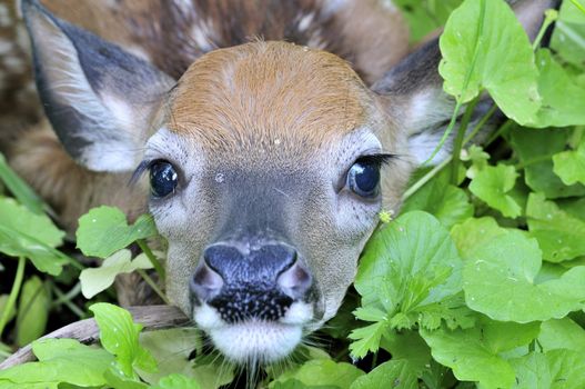 Closeup shot of a newborn whitetail deer fawn lying in a field.