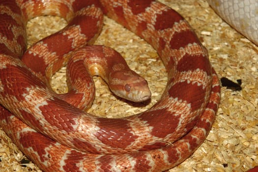 Corn Snake (Pantherophis guttatus) of the colored "Red albino" just before the moult