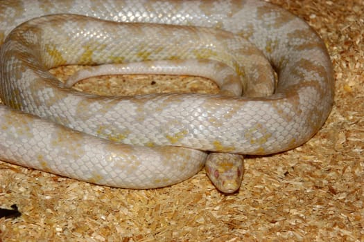 Corn Snake (Pantherophis guttatus) of the colored "snow corn" just before the moult