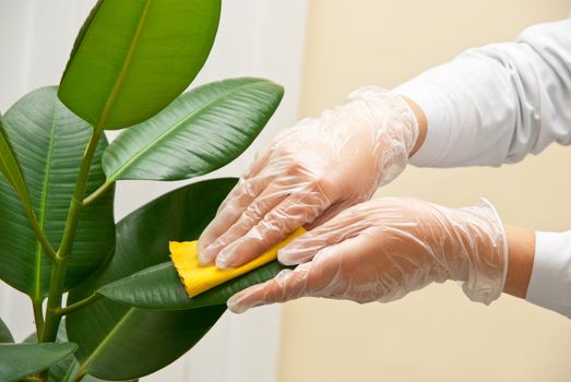 Hand at gloves cleaning ficus plant by wet sponge