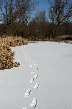 Winter foot prints in snow along marsh grass in sun