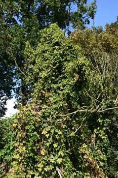 Overgrown with wild hops tree
