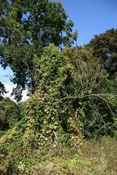 Overgrown with wild hops tree