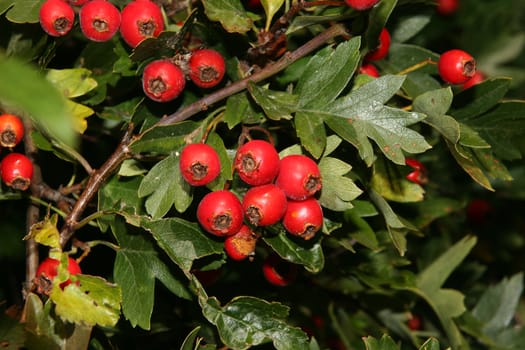 Fruits of the Rose hip (Rosa canina)