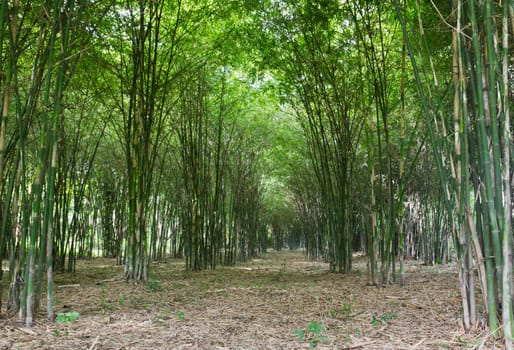 Bamboo trees growing in tranquil forest,Thailand