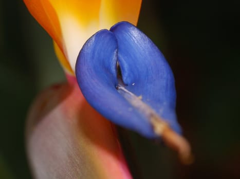 Close up of a Sterlitzia