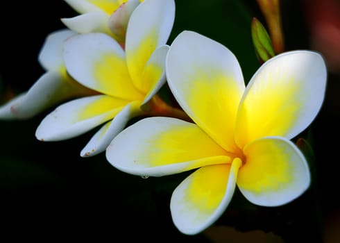 Frangipani flowers