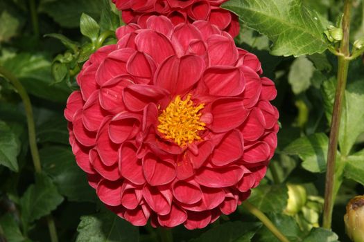 Closeup of a dahlia flower