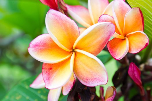 Beautiful  orange flower in thailand, Lan thom flower