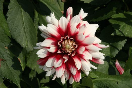 Closeup of a dahlia flower