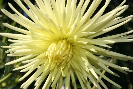 Closeup of a dahlia flower