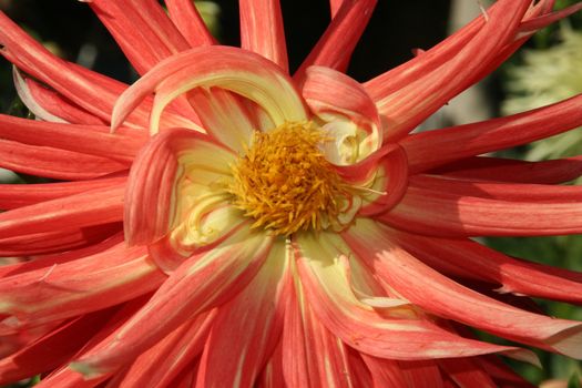 Closeup of a dahlia flower