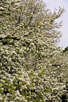 nature series: pear are blooming in spring season