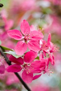 nature series: pink apple bloom in spring season