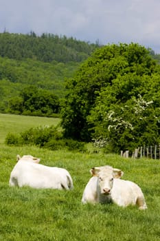 cows, Burgundy, France