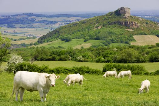 La Roche de Solutr�, Burgundy, France