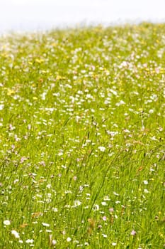 meadow in blossom