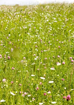 meadow in blossom