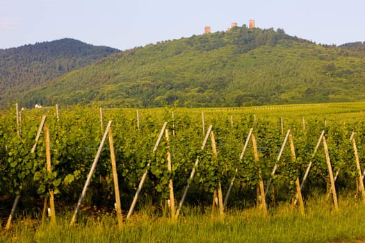 ruins of castle and vineyards near Eguishem, Alsace, France