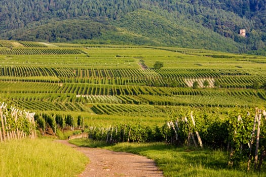vineyards, Alsace, France