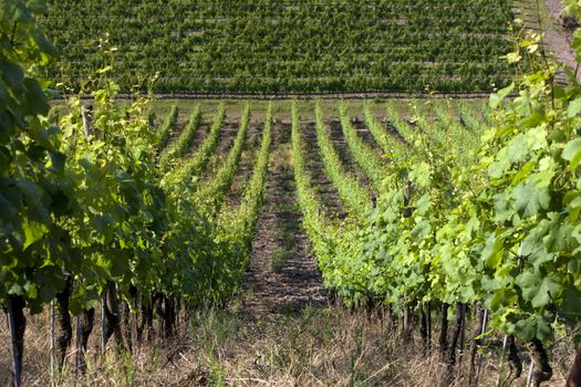 grand cru vineyard, Thann, Alsace, France