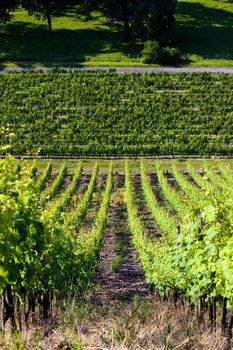 grand cru vineyard, Thann, Alsace, France