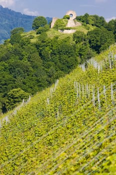 grand cru vineyard, Thann, Alsace, France