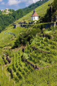 grand cru vineyard and Chapel of St. Urban, Thann, Alsace, France