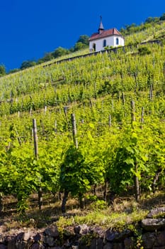 grand cru vineyard and Chapel of St. Urban, Thann, Alsace, France