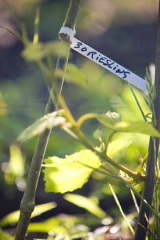 grapevines (riesling), Alsace, France