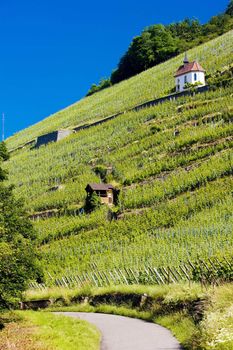 grand cru vineyard and Chapel of St. Urban, Thann, Alsace, France