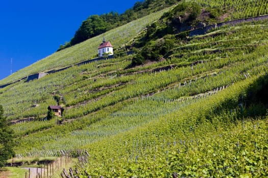 grand cru vineyard and Chapel of St. Urban, Thann, Alsace, France