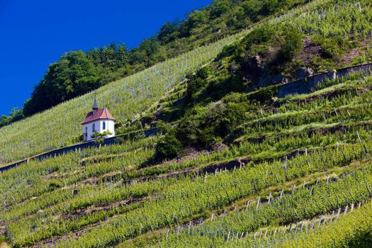 grand cru vineyard and Chapel of St. Urban, Thann, Alsace, France