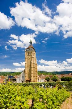 vineyard at Arbois, D�partement Jura, Franche-Comt�, France