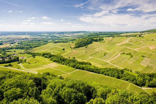 vineyards near Chateau Chalon, D�partement Jura, Franche-Comt�, France