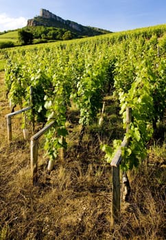 La Roche de Solutr� with vineyards, Burgundy, France