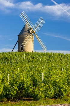 vineyards with windmill near Ch�nas, Beaujolais, Burgundy, France