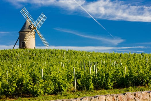 vineyards with windmill near Ch�nas, Beaujolais, Burgundy, France